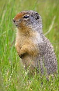 gopher1