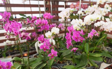 orchids