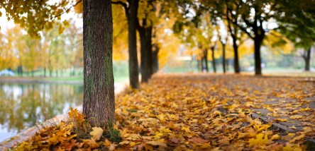 Autumn Park Pano shallow depth of field
