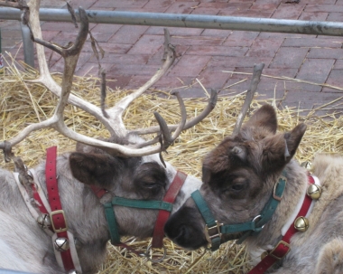 reindeer3