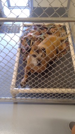 This one just brought in. Beautiful color, gray fur on the face.